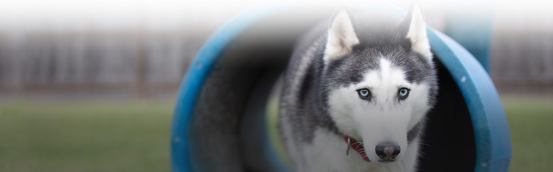 young husky dog having fun in the atascocita animal hospital pet boarding yard