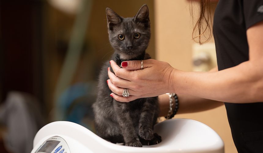 cat being weigh on by veterinarian for her wellness exam at atascocita animal hospital