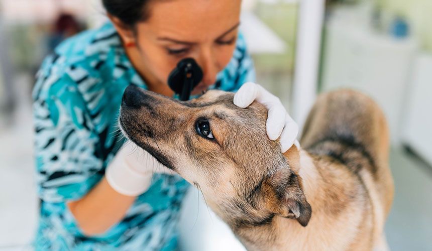 veterinarian wearing blue shirt checking dog's eye at atascocita animal hospital