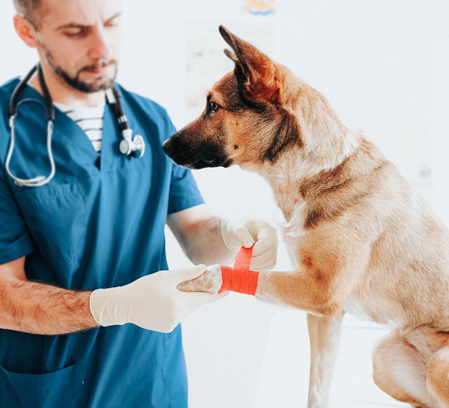 veterinarian wearing blue coat putting bandage on dog's paw for injury at atascocita animal hospital