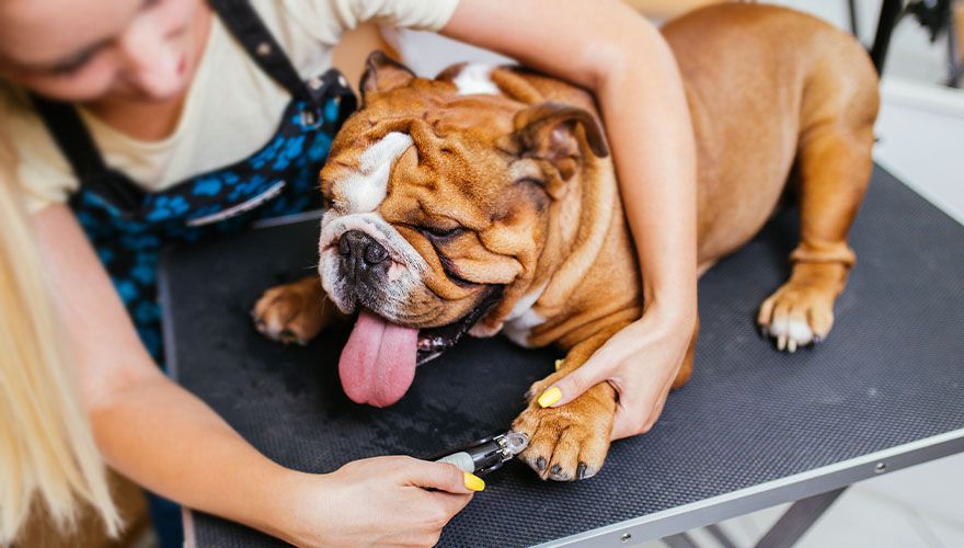 pet groomer cutting bulldog nails at atascocita animal hospital