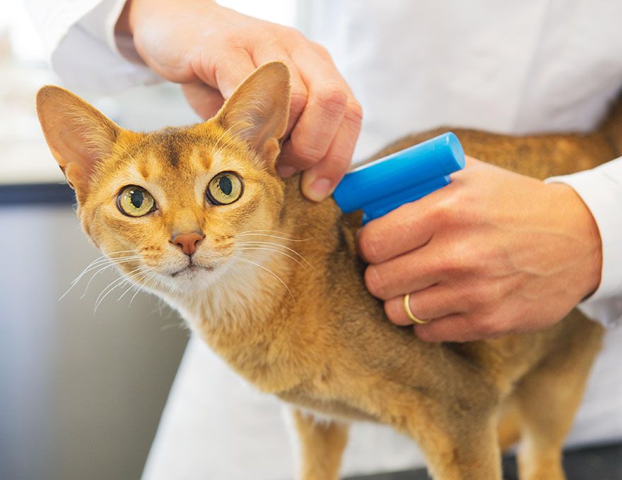 veterinarian wearing white coat inserting a microchip into orange short hair cat at atascocita animal hospital