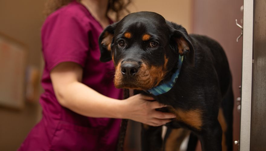 atascocita animal hospital vet checking rottweiler dog at home